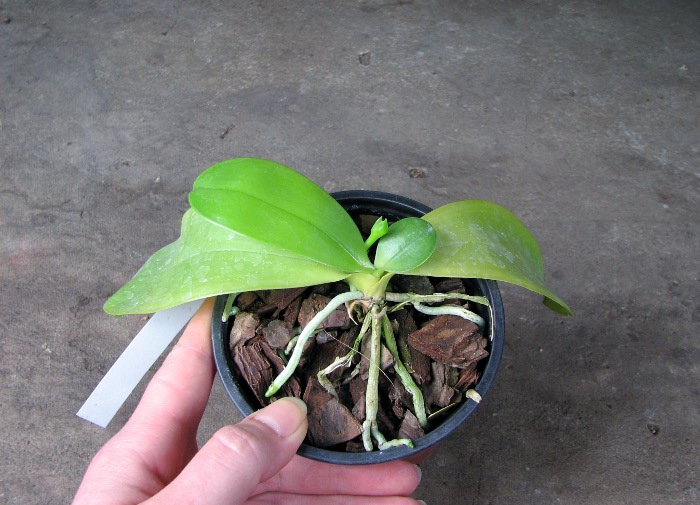 Phalaenopsis violacea.JPG