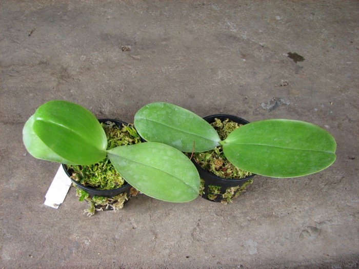 Phalaenopsis KS Happy Eagle.JPG
