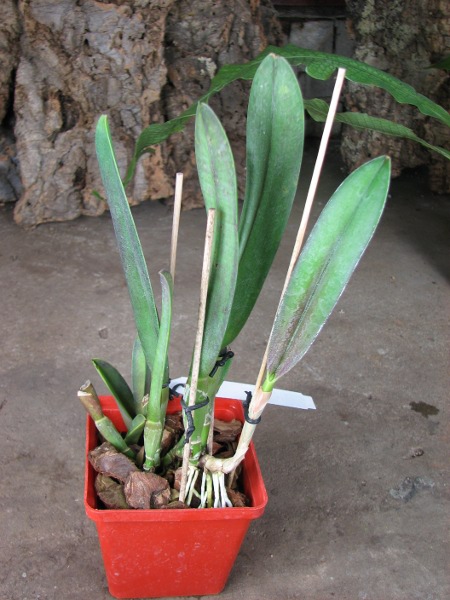 Rhyncholaelia digbyana.JPG