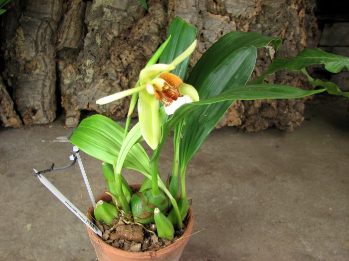 Coelogyne speciosa.JPG