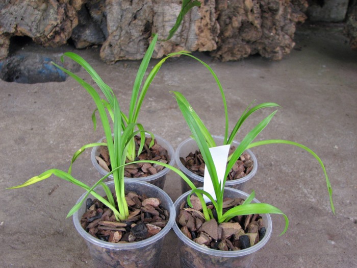 Cymbidium Kiwi Midnight.JPG