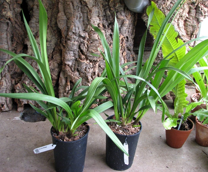 Cymbidium Kiwi Midnight.JPG