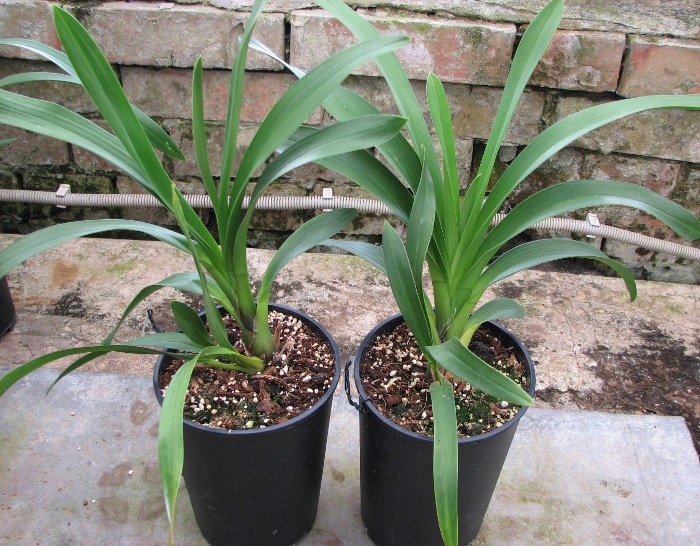 Cymbidium 'Vogel's Magic'.JPG