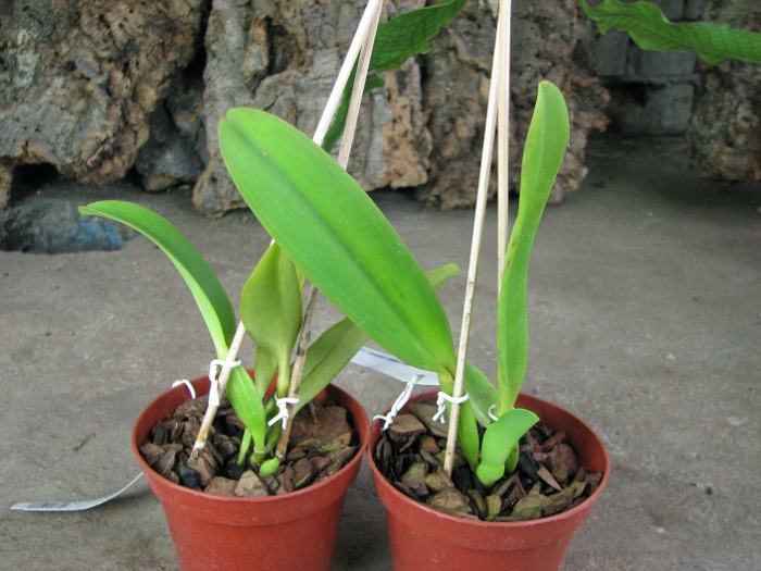 Cattleya dowiana rosea x self.JPG