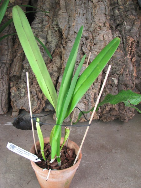 Laelia Pulcherrima coerulea (L. lobata coerulea x L. purpurata werkhauseri).JPG