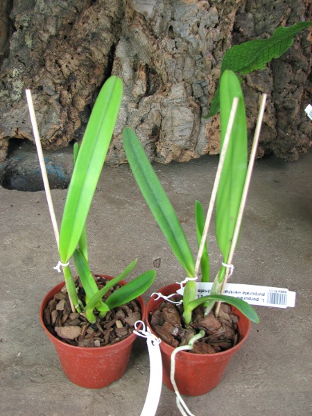 Laelia purpurata 'Werkhauseri' x Laelia purpurata werkhauseri striata.JPG