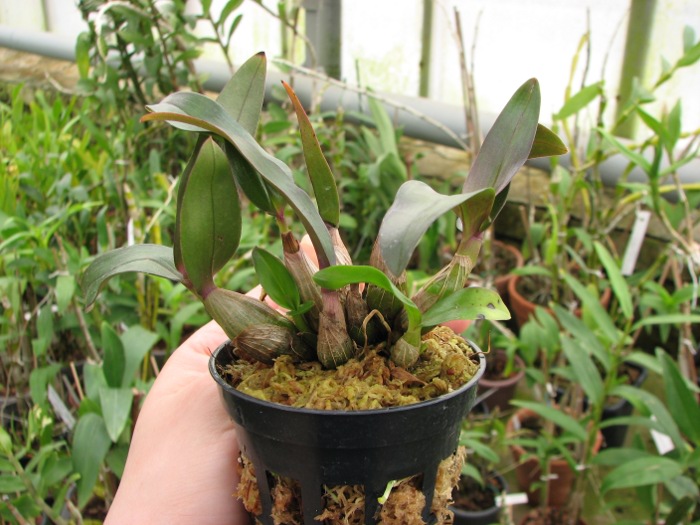 Dendrobium Hibiki (laevifolium x bracteosum).JPG