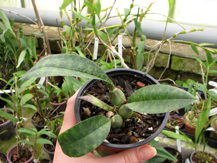 Oeceoclades maculata.JPG