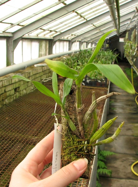 Dendrobium cariniferum.JPG