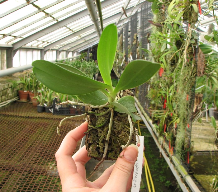Aerangis articulata.JPG