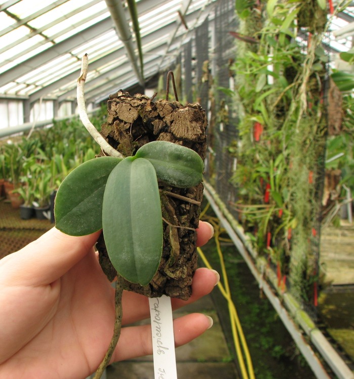 Aerangis spiculata.JPG