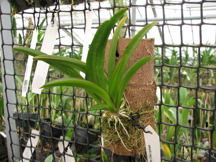 Oncidium (Tolumnia) hybrids.JPG