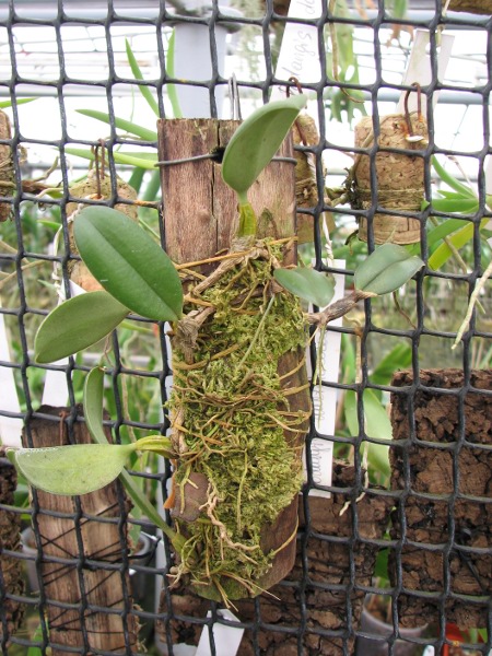 Bulbophyllum vaginatum.JPG