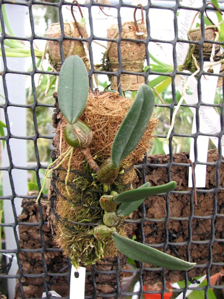 Bulbophyllum frostii.JPG
