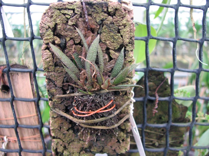 Macroclinium aurorae.JPG
