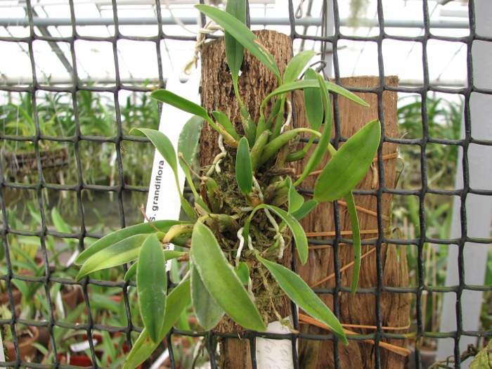 Sophronitis grandiflora.JPG