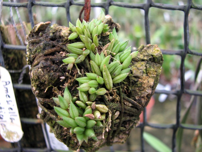 Pleurothallis aveniformis.JPG