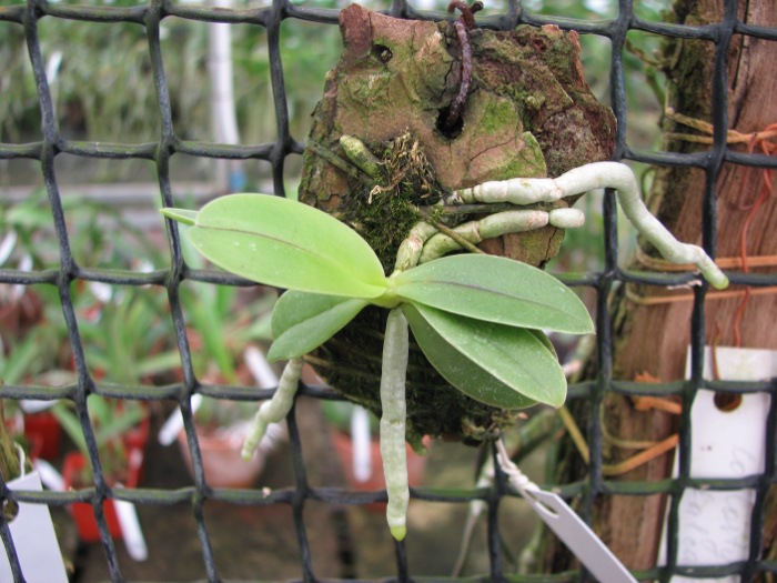 Phalaenopsis cornu cervi var. thalebanii.JPG