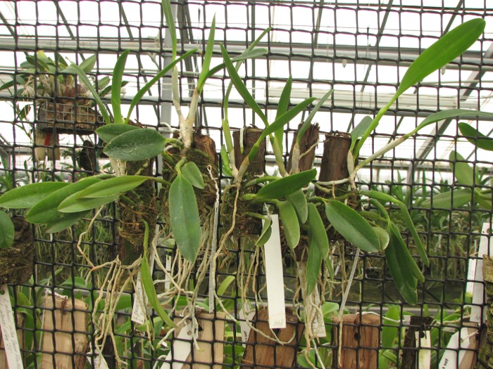 Laelia praestans 'Black Lip' XXX x Laelia praestans 'Daniel' XXX.JPG