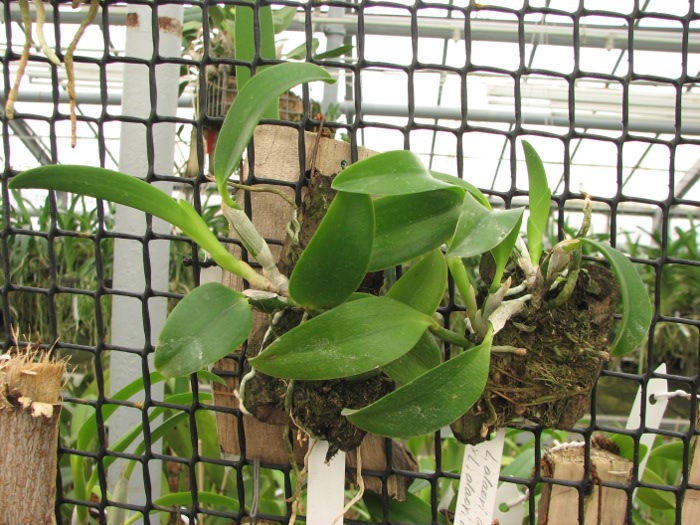 Laelia alaori alba 'Snow Flakes' x Laelia alaori alba 'SC'.JPG
