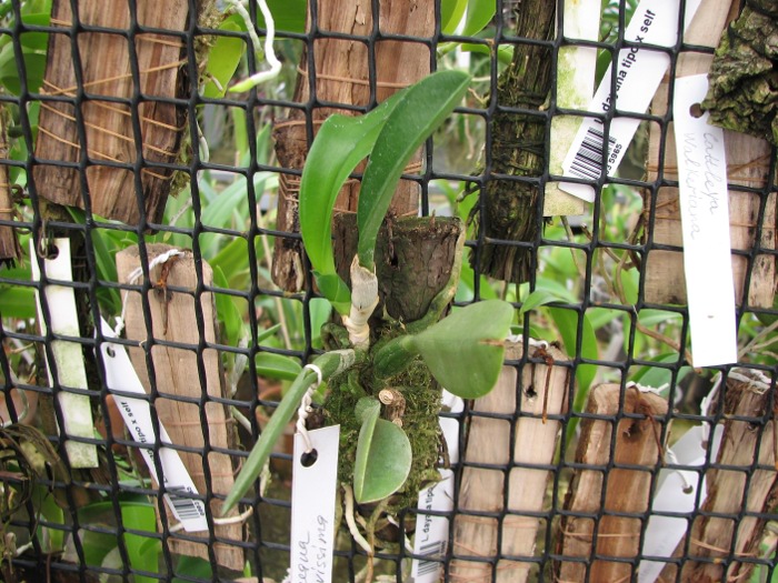 Laelia jongheana alba (Z-88) x Laelia jongheana suavissima.JPG