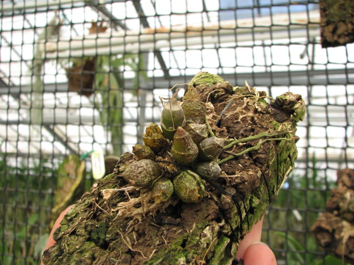 Dendrobium lamyaiae.JPG