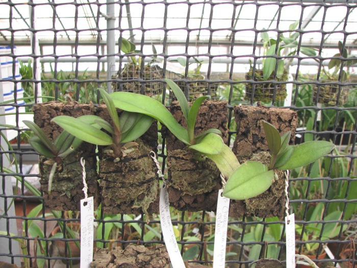 Doritaenopsis (Purple Gem x Kyoto) 'ORCHIS'.JPG