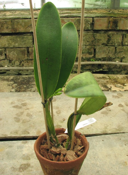 Cattleya mendelii.JPG