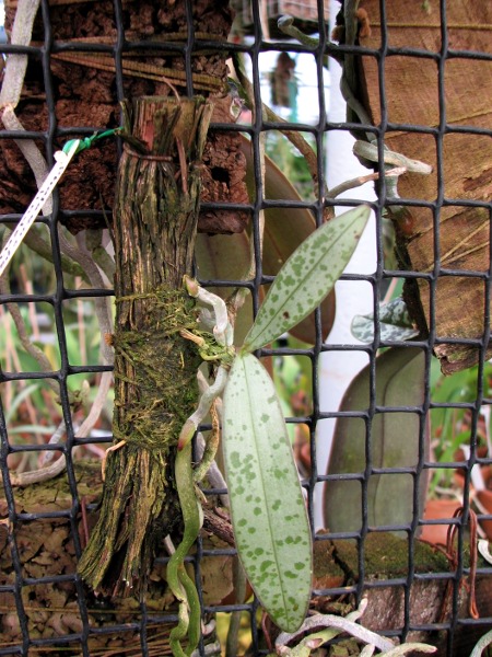 Phalaenopsis lindenii.JPG