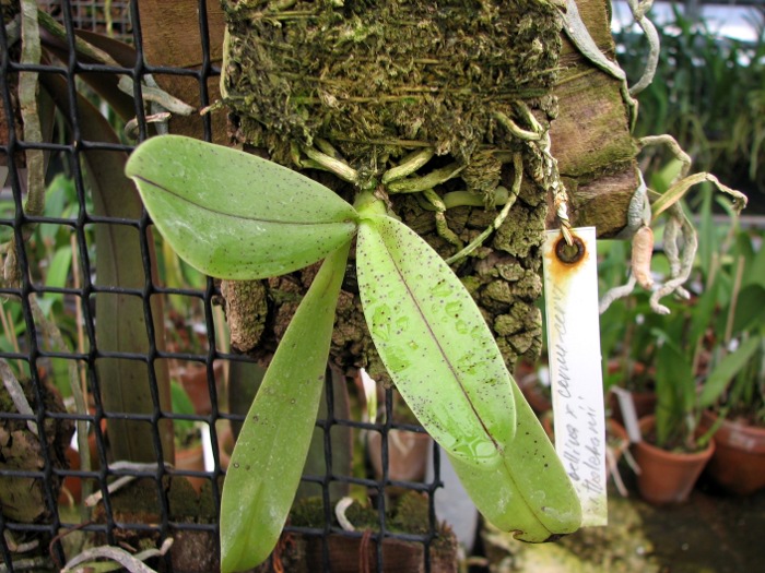 Phalaenopsis bellina x cornu cervi thalebanii 'Dark Red'.JPG