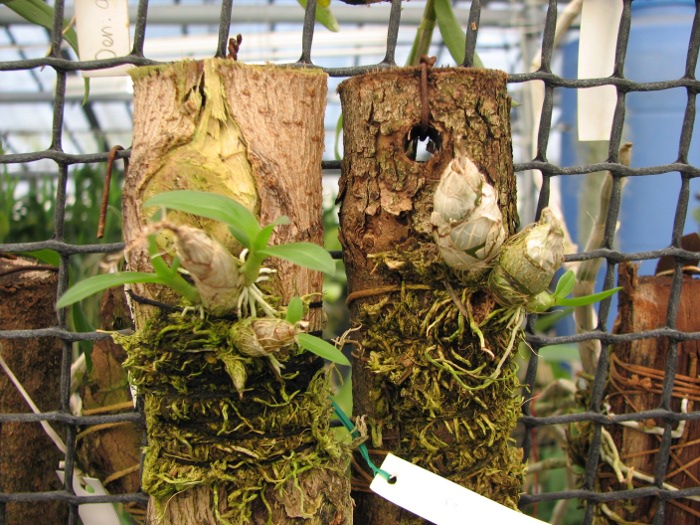 Dendrobium peguanum.JPG