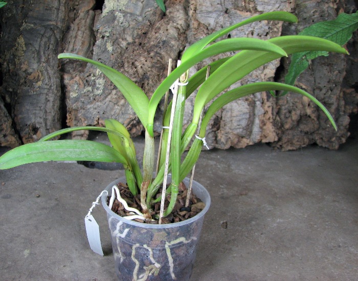 Cattleya lueddemanniana tipo 'Royal Flash' x Cattleya lueddemanniana tipo 'Drago'.JPG