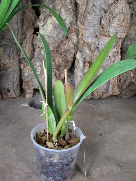 Cattleya jenmanii orlata 'Pacaraima' x SELF.JPG