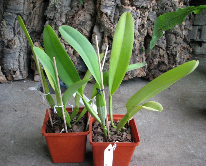 Cattleya dowiana x SELF.JPG