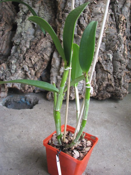 Cattleya Green Emerald 'Orchid Queen' (Cattleya Elizabeth Mahon x Cattleya Thospol Spot).JPG