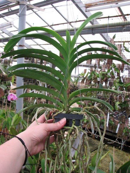 Vanda Tokyo Blue.JPG