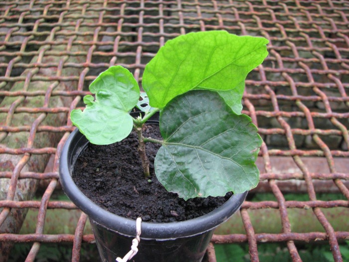 Hibiscus 'Voodoo Magic'.JPG