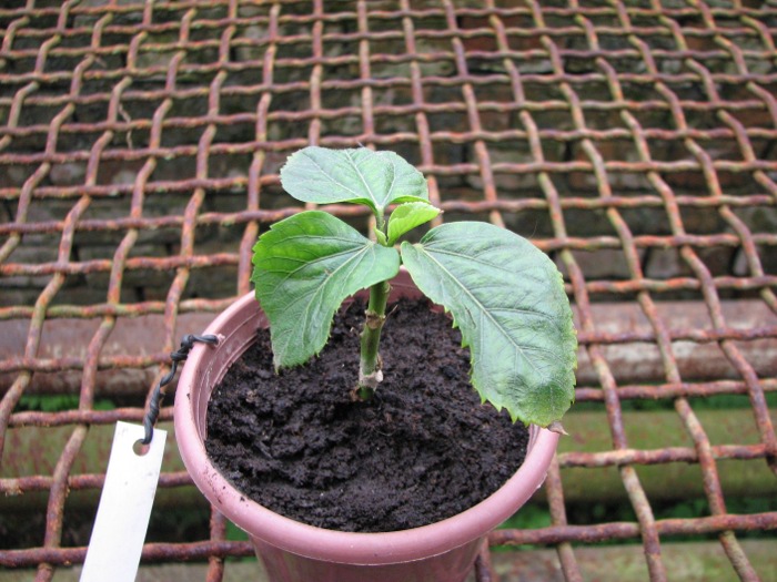 Hibiscus 'Joy'.JPG