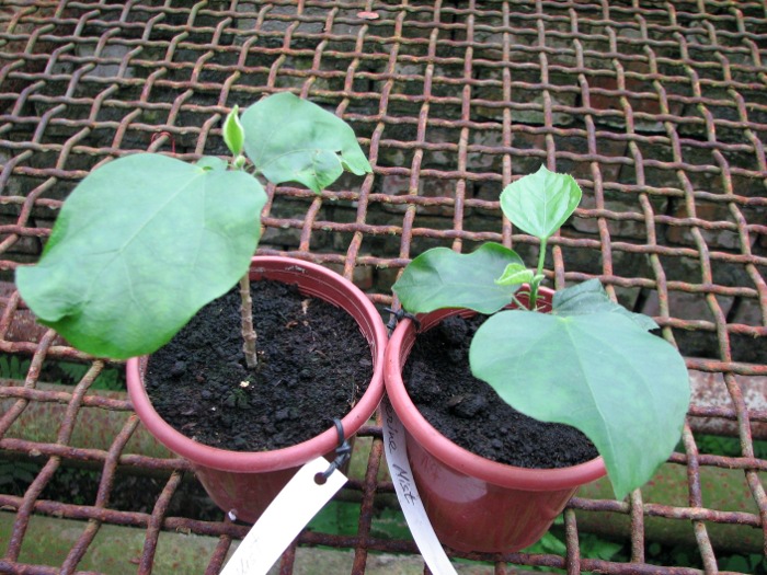 Hibiscus 'Tangerine Mist'.JPG