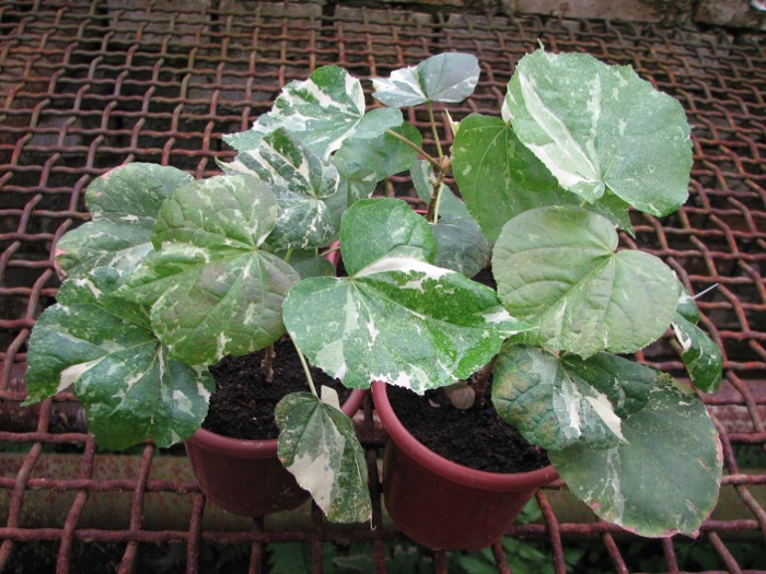 Hibiscus tiliaceus 'Variegated'.JPG
