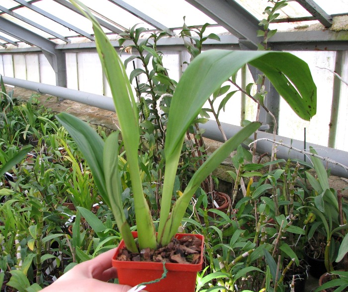 Maxillaria striata.JPG