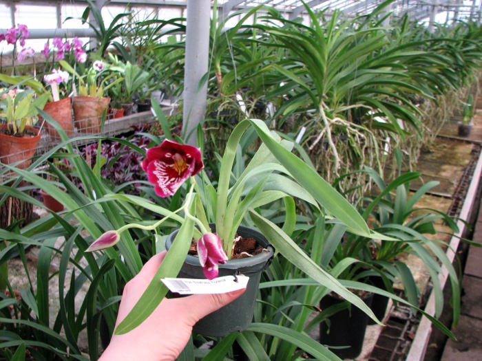 Miltoniopsis Breathless 'Florence'.JPG
