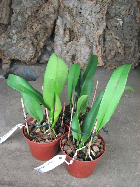 Brassolaeliocattleya Mother 'Aunt Yow'.JPG