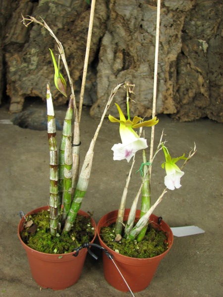 Galeandra juncea.JPG