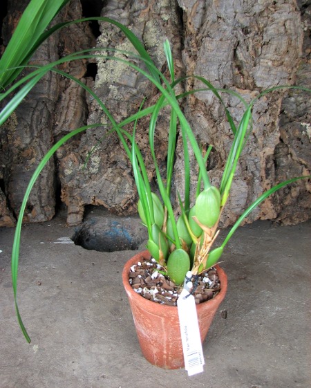 Maxillaria tenuifolia.JPG