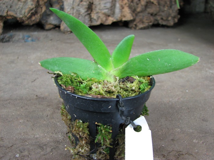 Angraecum leonis.JPG