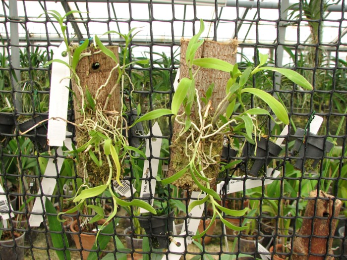 Epiphronitis Mariae (Euchile Mariae x Sophronitis coccinea).JPG