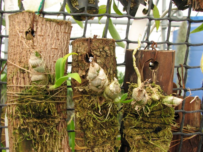 Dendrobium peguanum.JPG