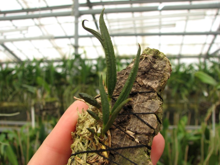 Dendrobium cucumerinum.JPG