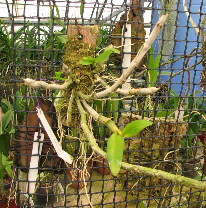 Dendrobium anosmum.JPG